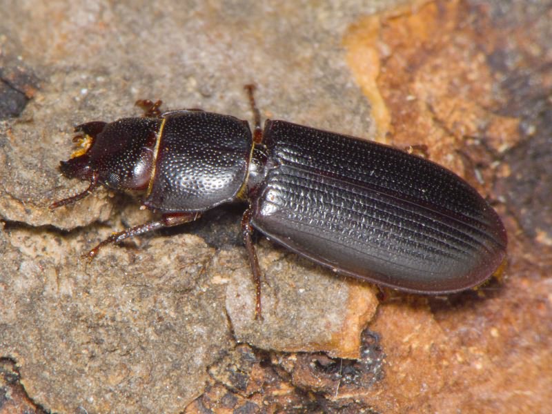 Tenebroides fuscus (Goeze, 1777)